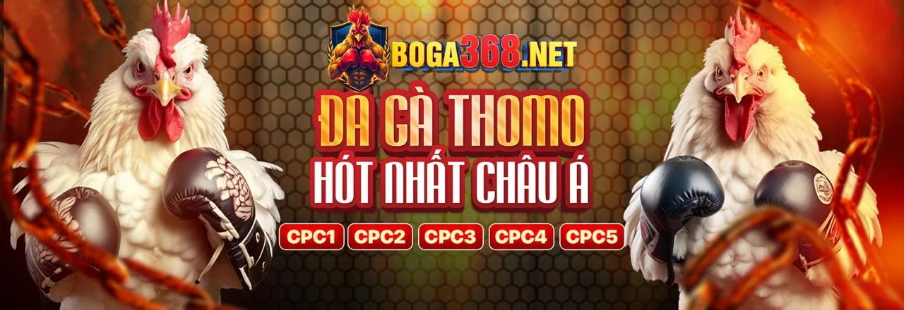 Đá gà trực tiếp Thomo kịch tính
